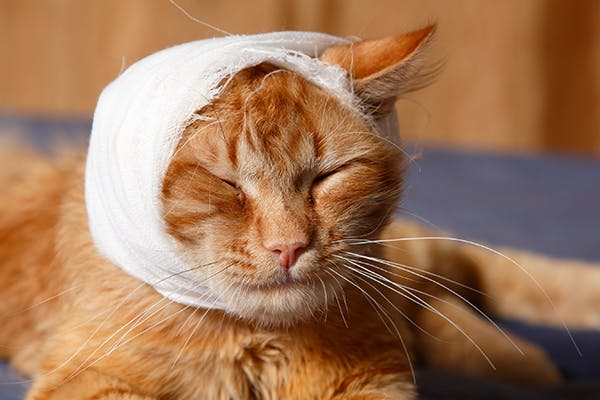 Najczęstsze przyczyny wstrząsu mózgu u kotów