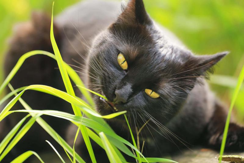 Dlaczego koty jedzą trawę? 4 sprawdzone przez weterynarzy powody