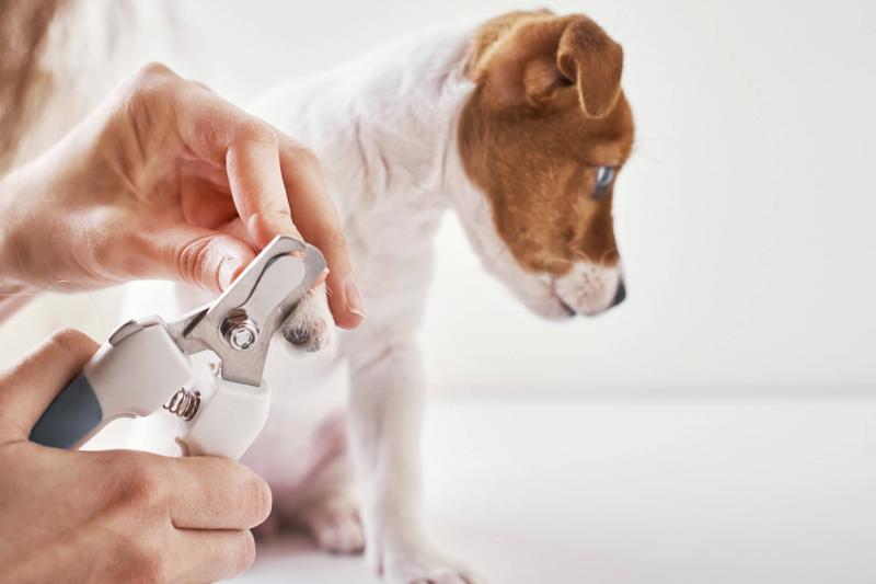 4. Przycinanie paznokci u psa
