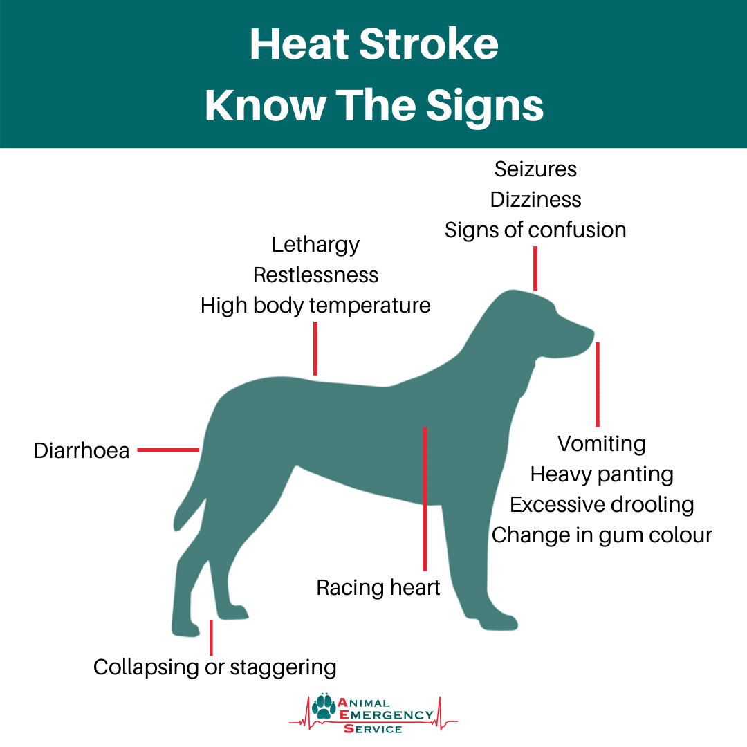 Leczenie udaru cieplnego u psów