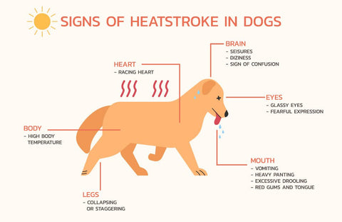 Udar cieplny u psów: zapobieganie, objawy i leczenie