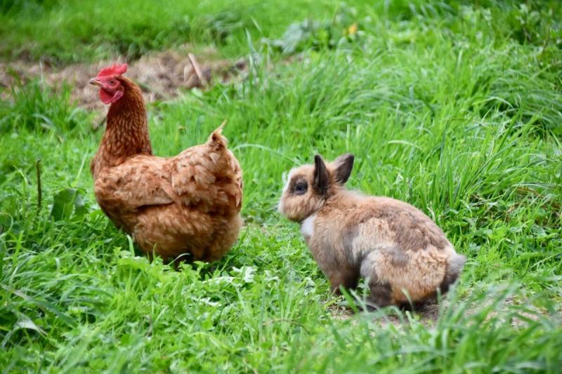 Czy kurczaki i króliki mogą żyć razem? Fakty dotyczące kompatybilności i porady dotyczące opieki