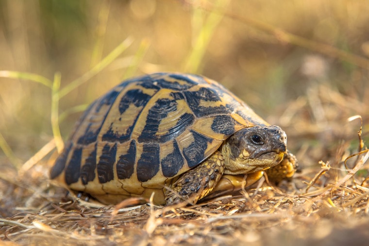 7 najlepszych rodzajów i gatunków żółwi domowych (ze zdjęciami)