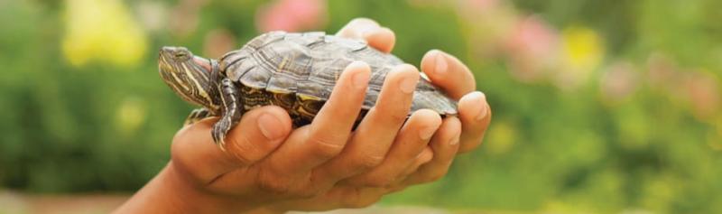 7 fascynujących faktów na temat skorupy żółwia (o których nigdy nie wiedziałeś)