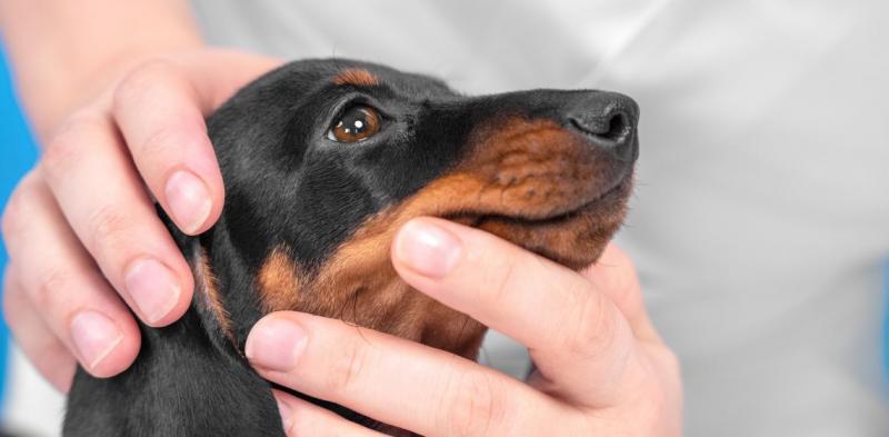 Co to jest histiocytoma u psów?