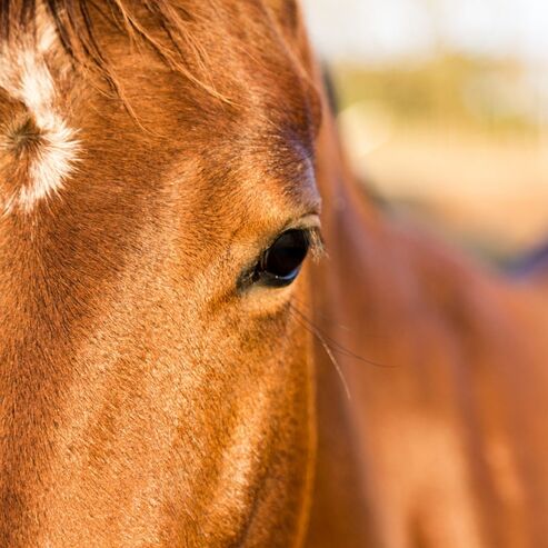 13 popularnych amerykańskich ras koni: Historia, zdjęcia i fakty