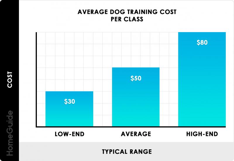 Ile zarabiają trenerzy psów służbowych? Przegląd wynagrodzeń 2024