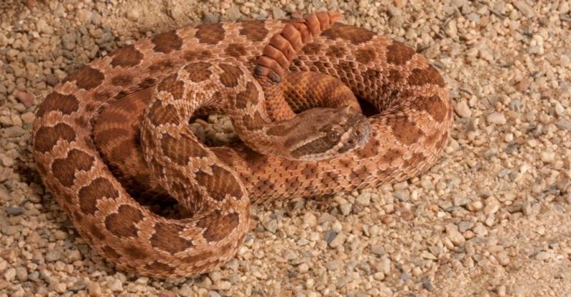 17 węży występujących w stanie Utah (ze zdjęciami)