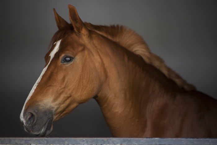 15 wskazówek dotyczących fotografii koni: Przewodnik po idealnym portrecie zwierzęcia