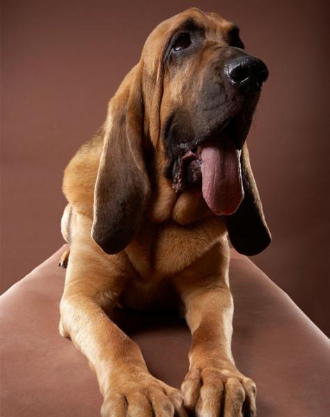 4. Bloodhound