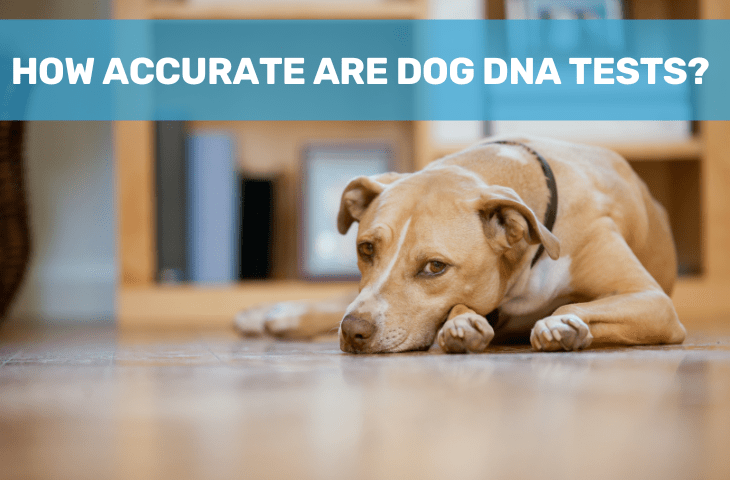 Jak dokładne są testy DNA psów? Co musisz wiedzieć!