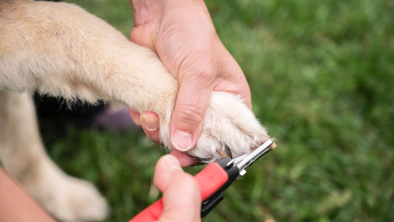 4. JW Pet Company Deluxe Trymer do paznokci dla psów - najlepszy dla dużych psów