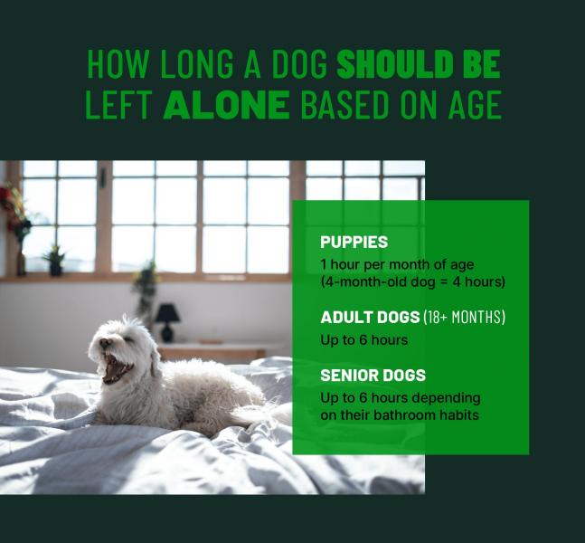 Jak długo można zostawić psa samego w domu? (Fakty i często zadawane pytania)