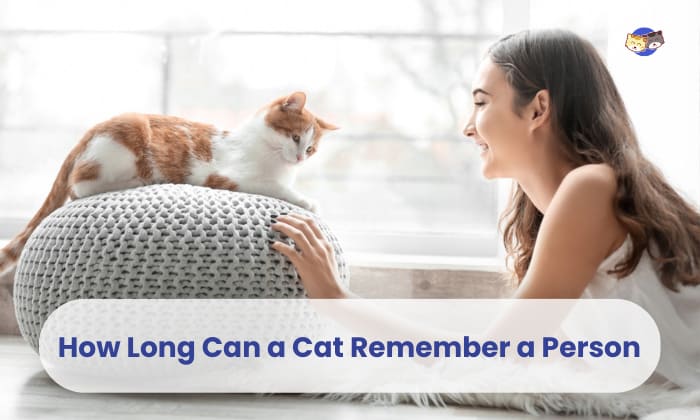 Czy koty mogą pamiętać znęcanie się? Fakty na temat kociej pamięci