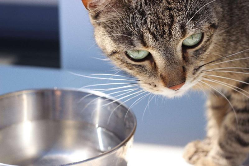 Co zrobić, jeśli podejrzewasz zapalenie pęcherza moczowego u swojego kota?
