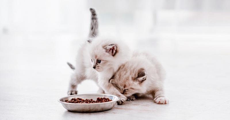 Ile karmić kocię? Tabela karmienia i często zadawane pytania zatwierdzone przez weterynarza