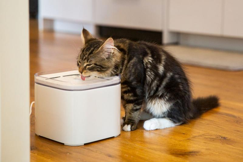 Jak sprawdzić, czy kot pije wystarczającą ilość wody?