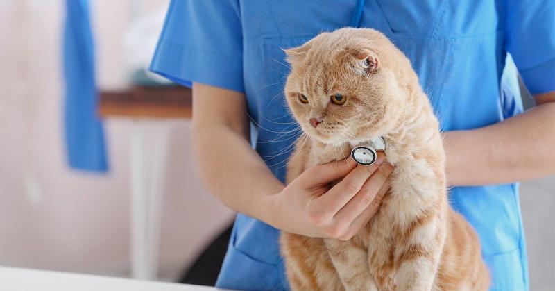 Jak często kot powinien być szczepiony przeciwko wściekliźnie? Zaskakująca odpowiedź!