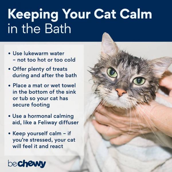 Jak osuszyć kota po kąpieli (bez drapania)?