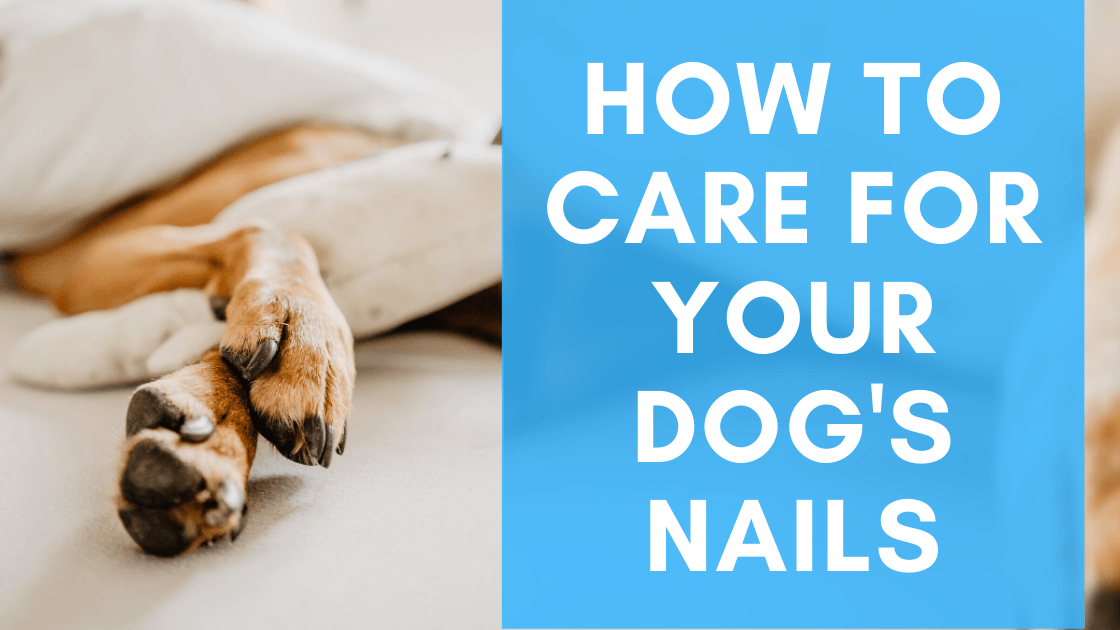 2. Zapoznaj się z paznokciami swojego psa