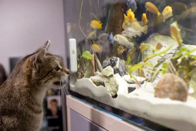 Jak zabezpieczyć akwarium przed kotami: 8 porad i wskazówek zatwierdzonych przez weterynarza