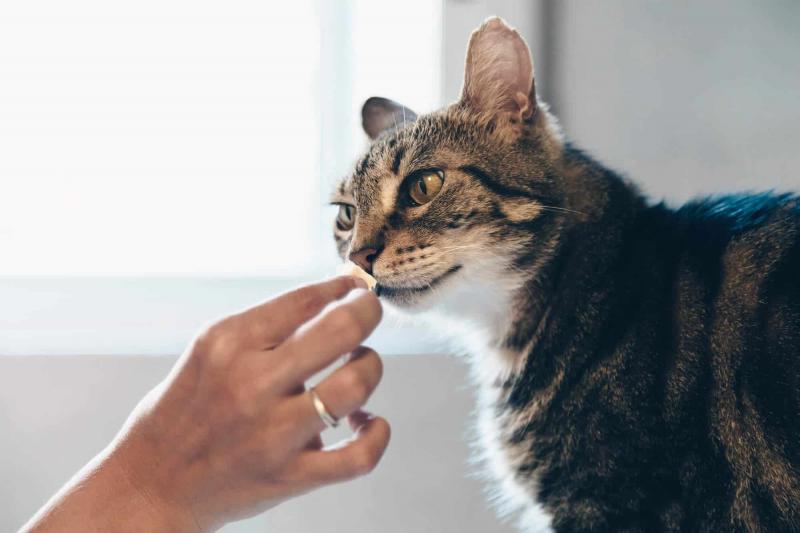 Czy koty potrzebują witamin? Korzyści i zagrożenia zatwierdzone przez weterynarza