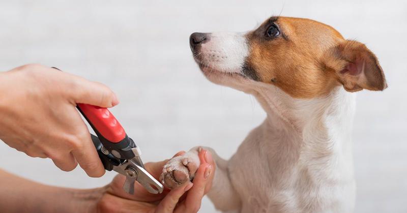 Co się stanie, jeśli nie obetniesz psu paznokci? Zatwierdzone przez weterynarza fakty i najczęściej zadawane pytania