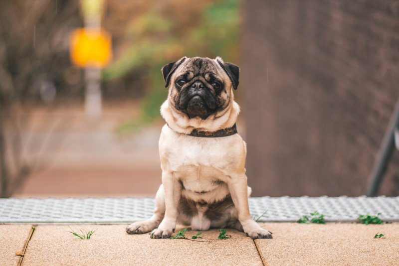 Konsekwencje nadmiernego rozmnażania psów: ryzyko i dobrostan zwierząt zbadane przez weterynarza