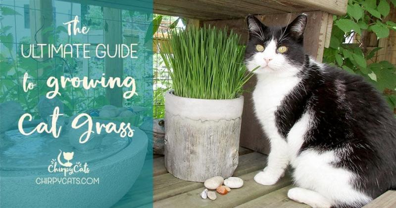 Jak uprawiać trawę dla kota: Podstawowe wskazówki