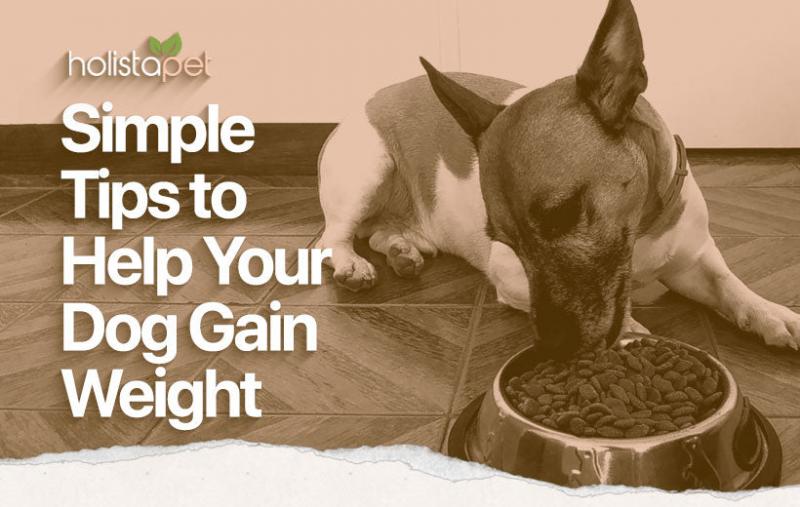 Jak sprawdzić, czy pies przybiera na wadze?