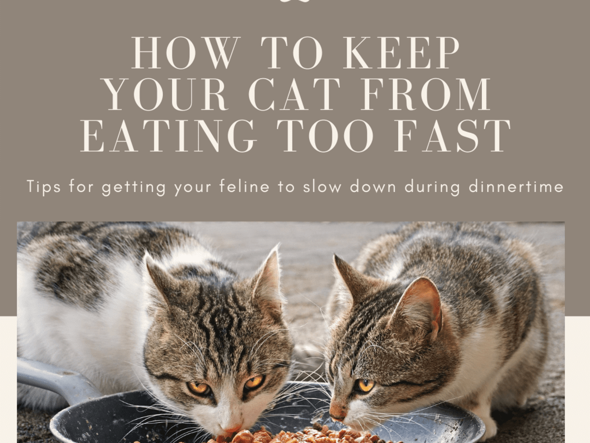 Jak spowolnić kota, który je zbyt szybko: 4 sprawdzone metody