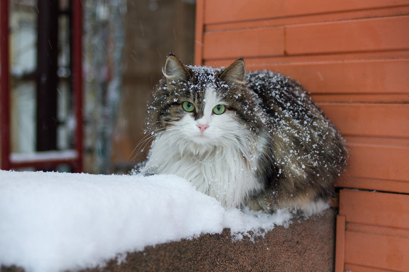Co może stać się kotom w zimnie?
