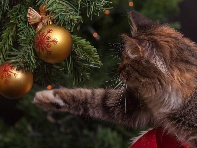 Jak trzymać koty z dala od choinek: 5 skutecznych sposobów