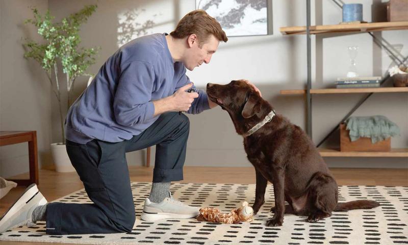 Jak nauczyć psa upuszczania przedmiotów: 7 skutecznych wskazówek zatwierdzonych przez weterynarza