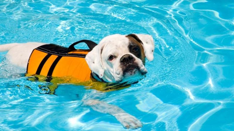 Czy wszystkie psy powinny mieć lekcje pływania?