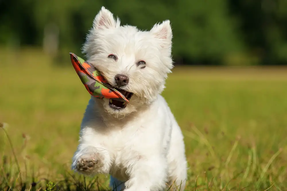 Jak szkolić westie: 6 skutecznych wskazówek