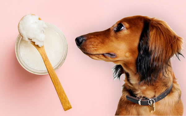 Czy psy mogą jeść mięso, mleko lub wodę kokosową?