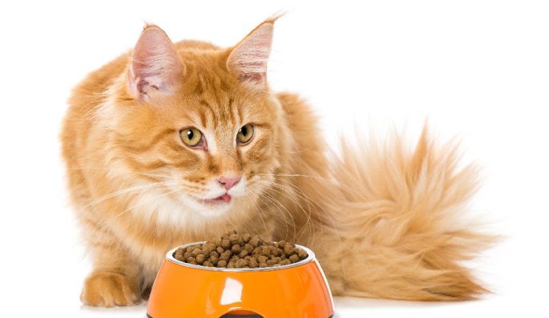 1. Sucha karma dla kotów