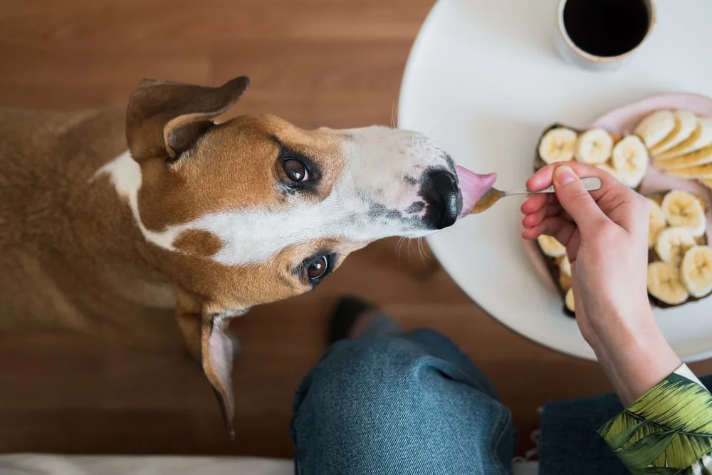 Czy psy mogą jeść nektarynki? Fakty zatwierdzone przez weterynarza i często zadawane pytania