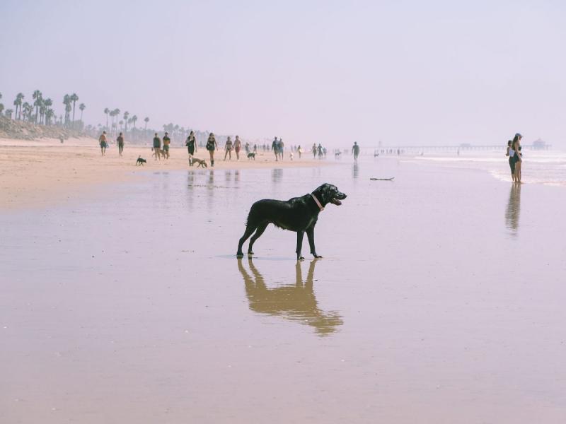 Czy psy mogą przebywać na plaży Huntington? Przewodnik i wskazówki 2024