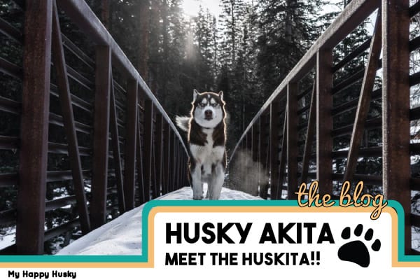 Charakterystyka husky