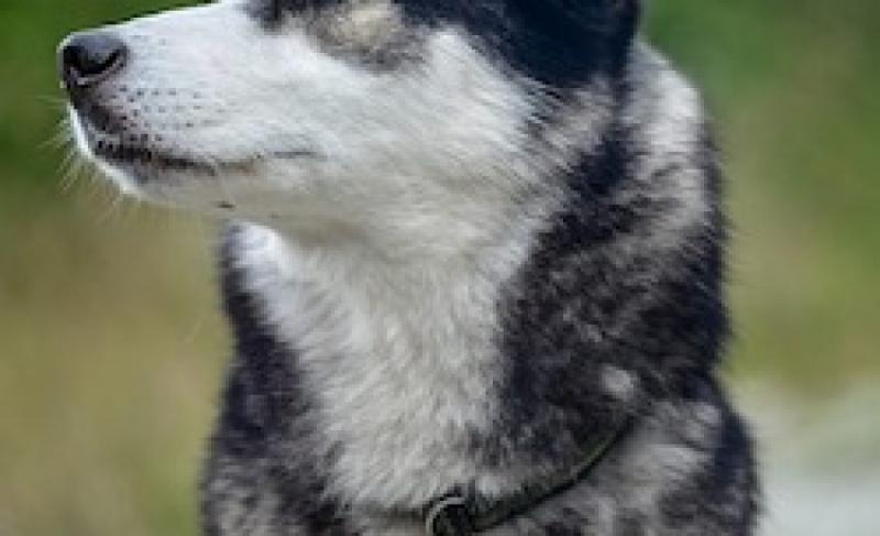 35 mieszanek husky syberyjskiego (ze zdjęciami)