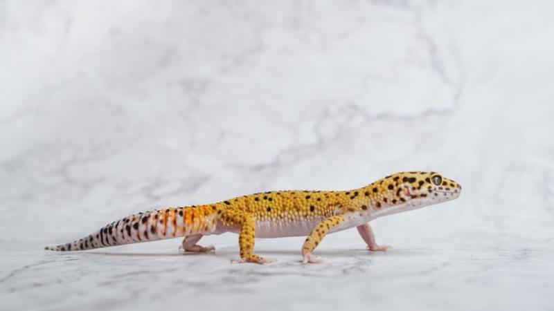 5. Gecko Daddy