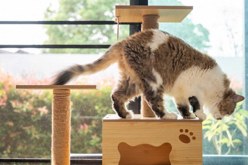 10 najlepszych nowoczesnych mebli dla kotów
