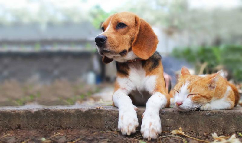 Czy beagle dobrze dogadują się z kotami? Wyjaśnienie temperamentu rasy