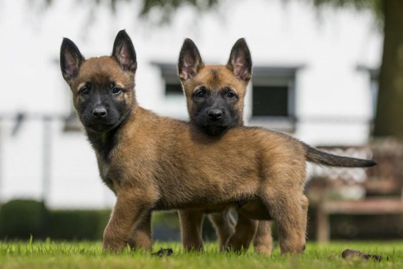 Czy belgijskie malinois dużo linieją? Pielęgnacja i potrzeby pielęgnacyjne