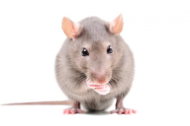 Jakie rodzaje karmy powinny być spożywane przez szczury?