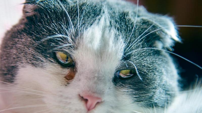 Możliwe przyczyny wydzieliny z oczu kota