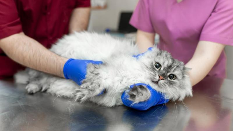 Kardiomiopatia u kotów: Objawy, przyczyny i leczenie wyjaśnione przez weterynarza
