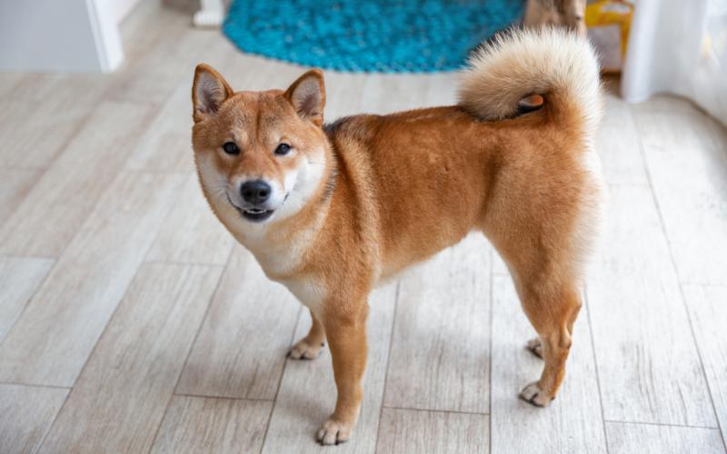 Przewodnik po rasie psów Shiba Inu: Informacje, zdjęcia, pielęgnacja i więcej!